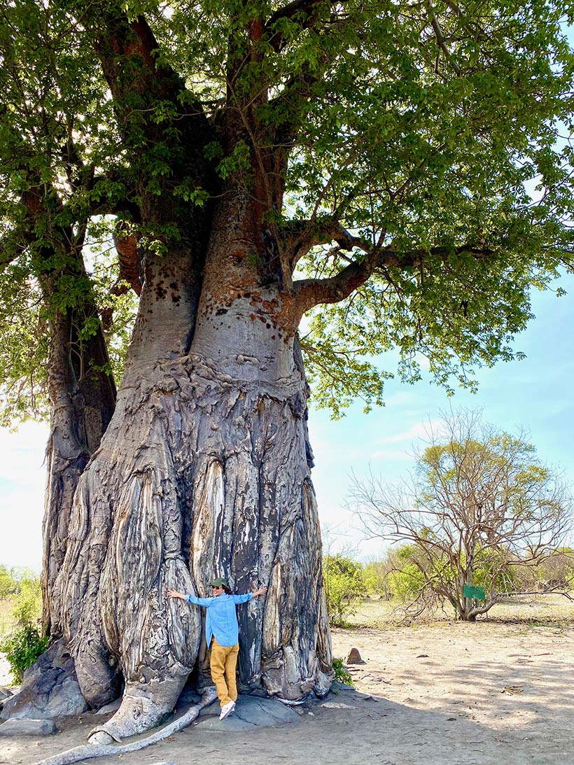 Um Baobá centenário
