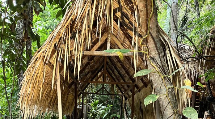 Vila de Alter, pousada boutique no coração da floresta